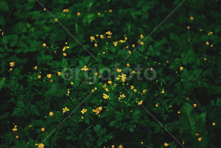 Лютик едкий