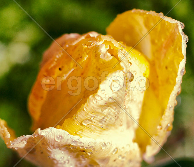 Желтый тюльпан