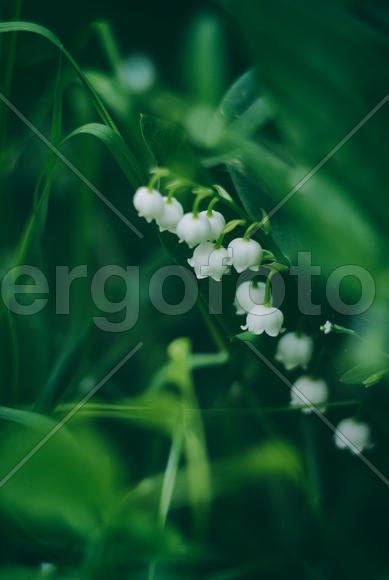 Колокольчики