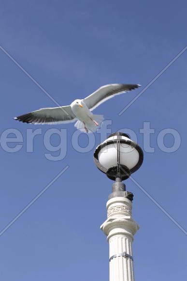 Полет чайки