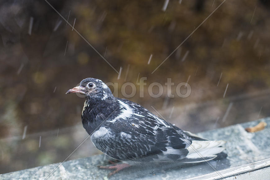 Голубь за окном