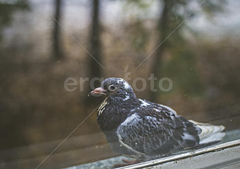 Голубь за окном