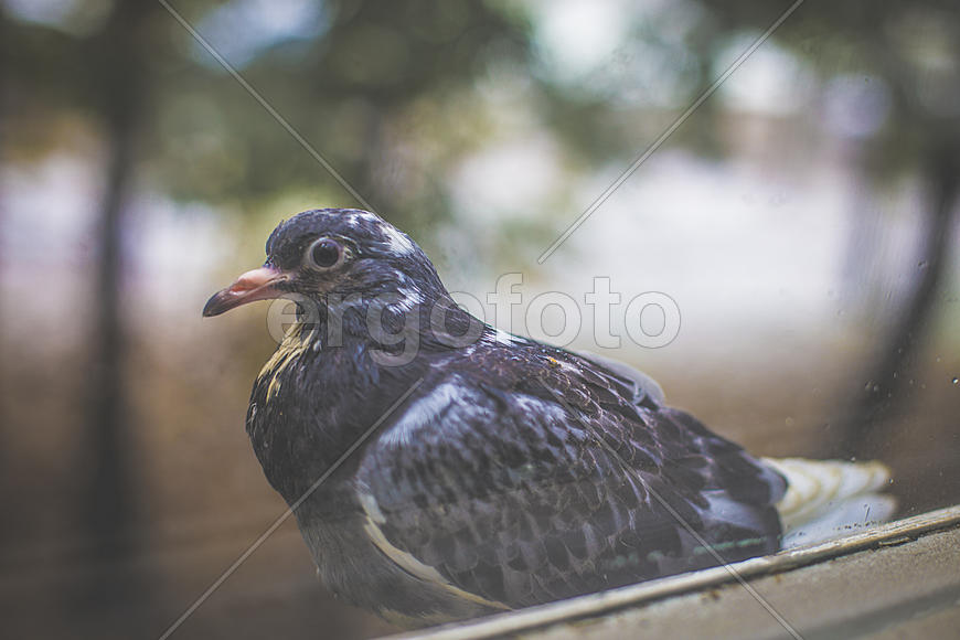 Голубь за окном