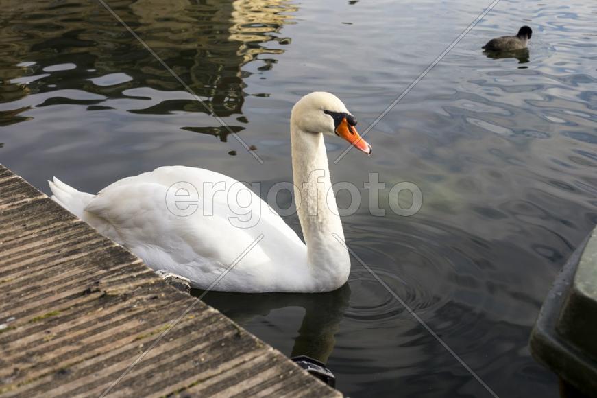 Обитатель Фонтенбло-2