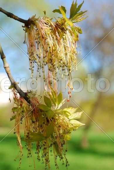 Природа ожила