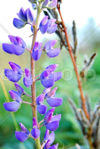 Полевое великолепие