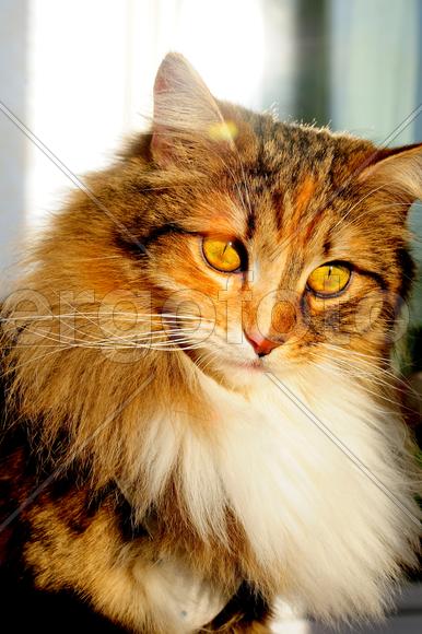 Кошка задумалась