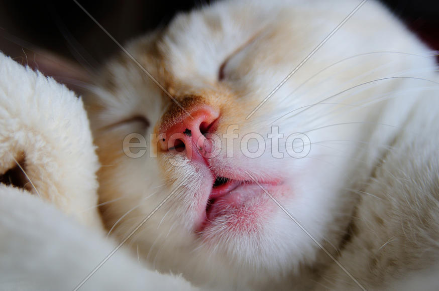 Спящая кошка