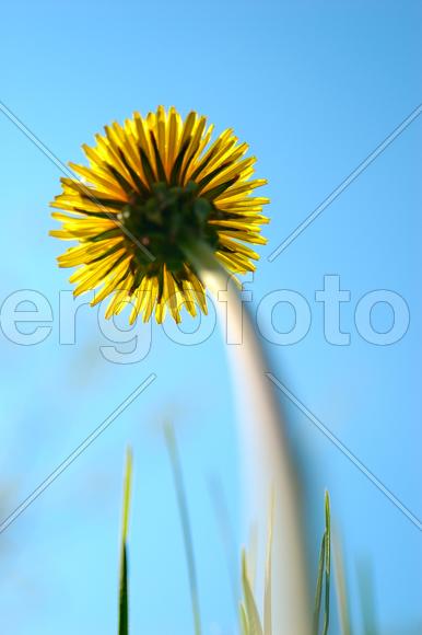 Желтый одуванчик