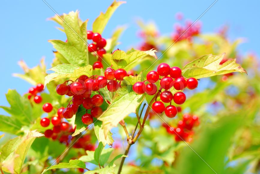 Куст смородины