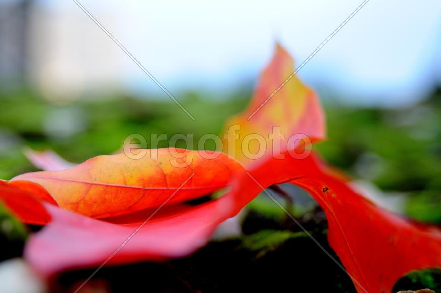 Краски осени