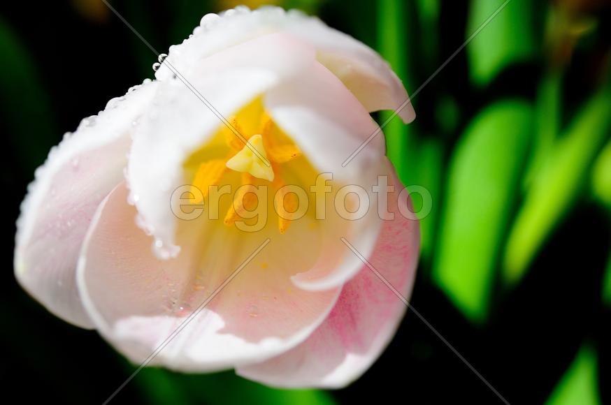 Тюльпан. Макро