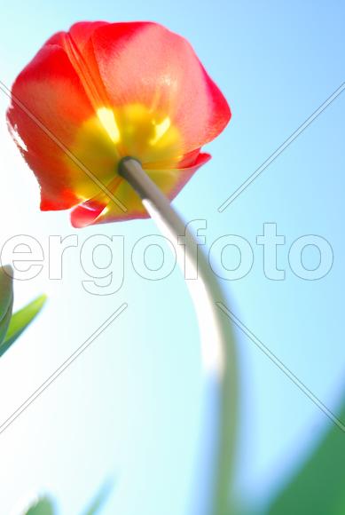 Мой любимый тюльпан