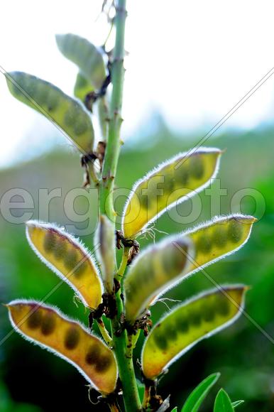 Стручки гороха 