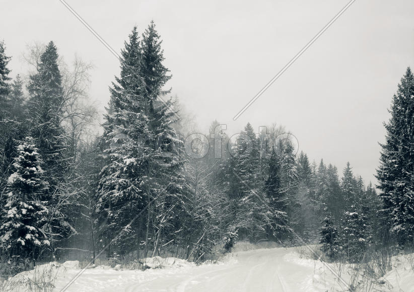 Еловый лес в снегу