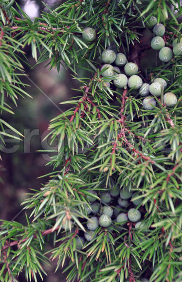 Хвоя и плоды