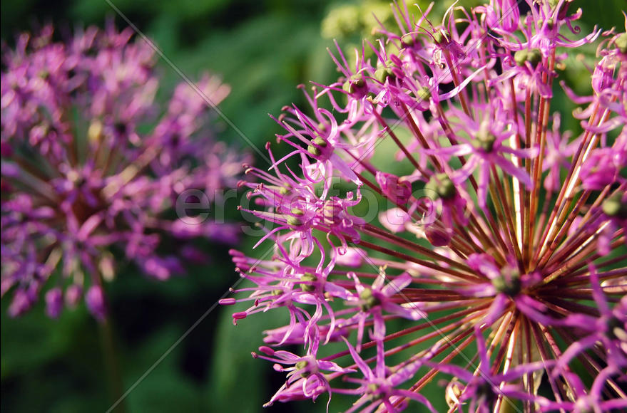 Цветение лука