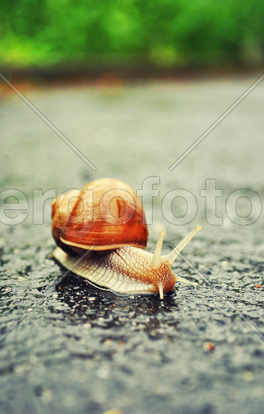 Улитка на асфальте