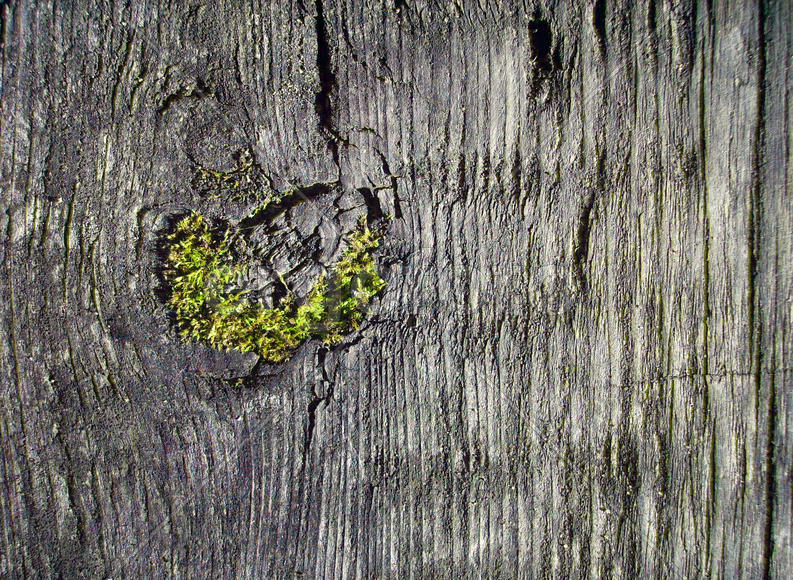 Мох и мертвая древесина 