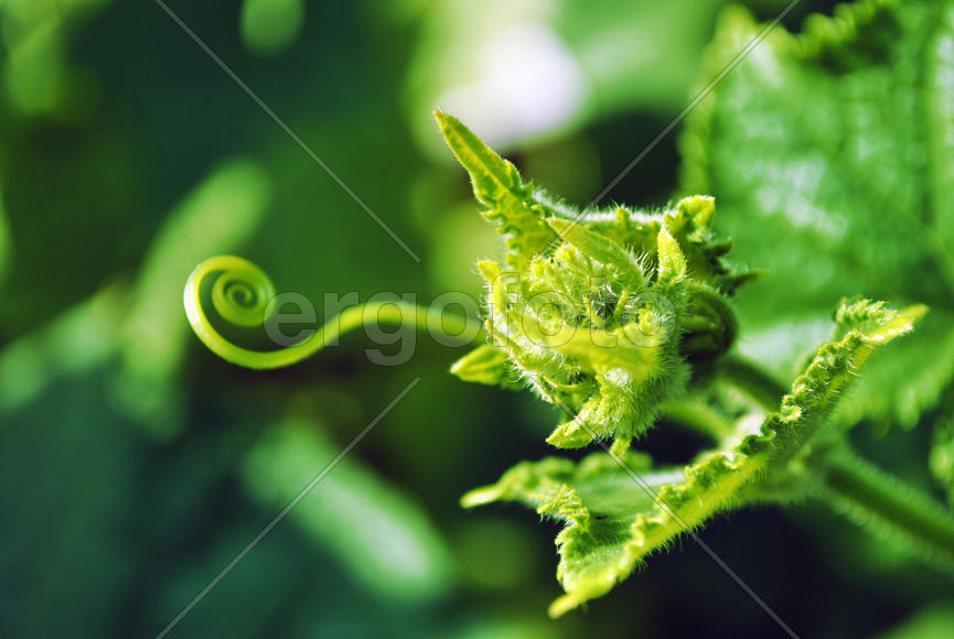 Побег огурца и его усик