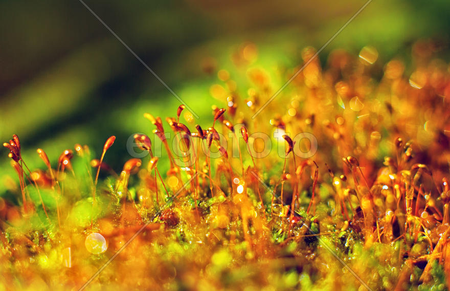 Лесная растительность