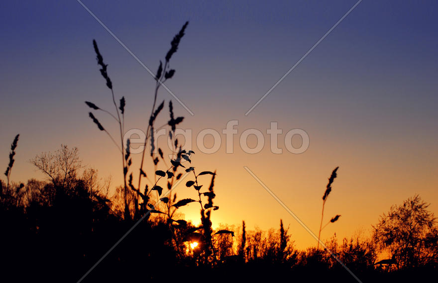 Закат в поле