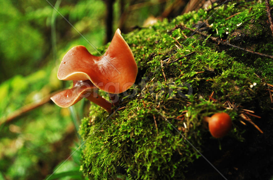 Грибы на кочке