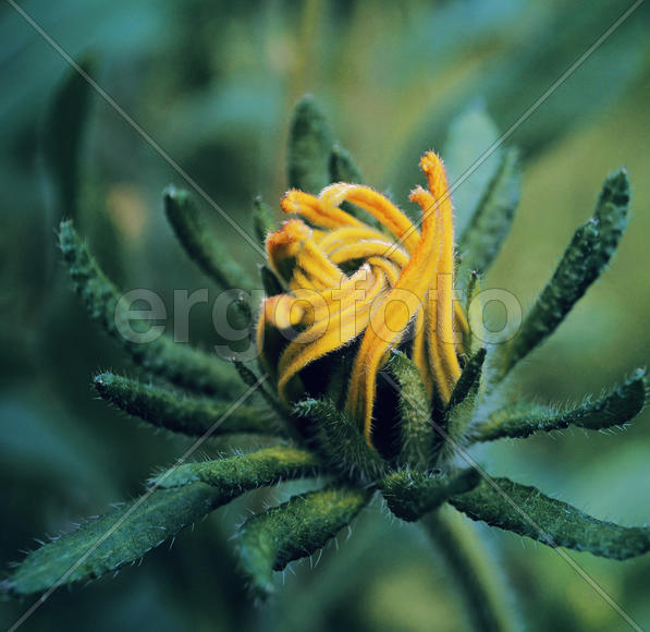 Желтый бутон