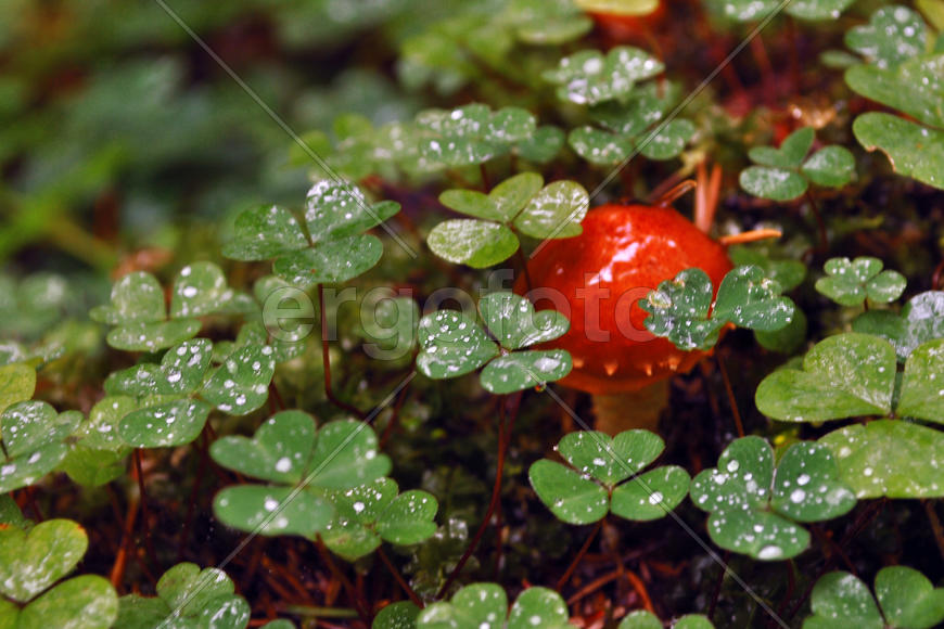 Гриб в зарослях клевера