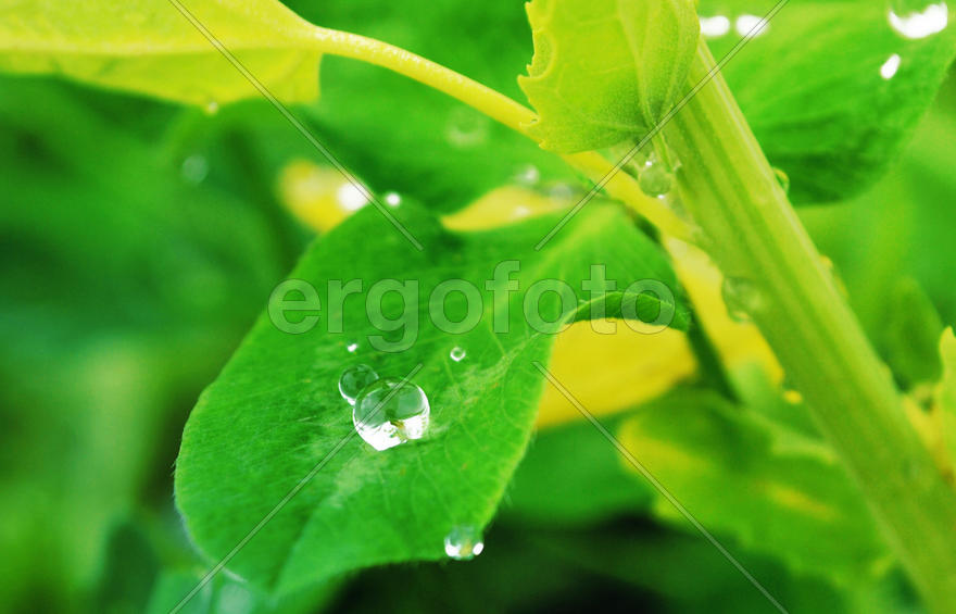 Капля дождя