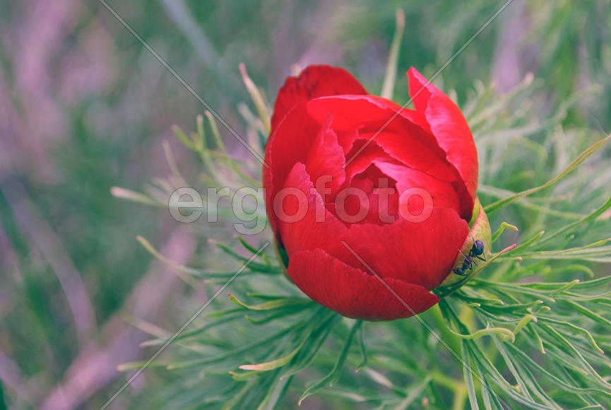 Пурпурный пион