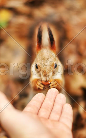 Белка и орех