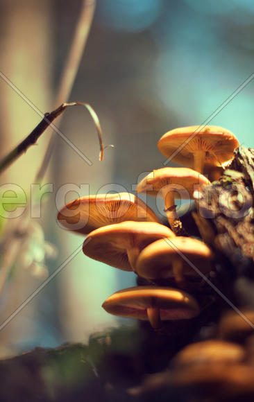 Грибы на пне