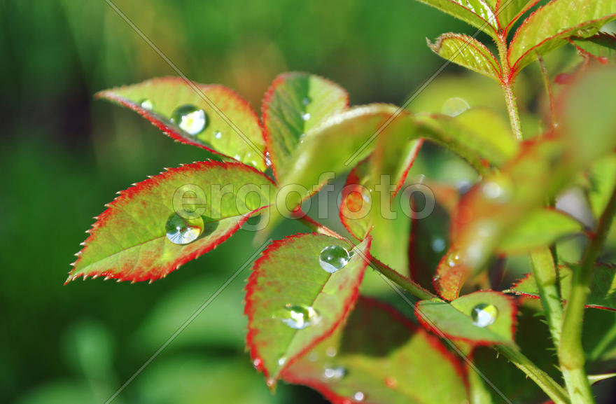 Роса на листве