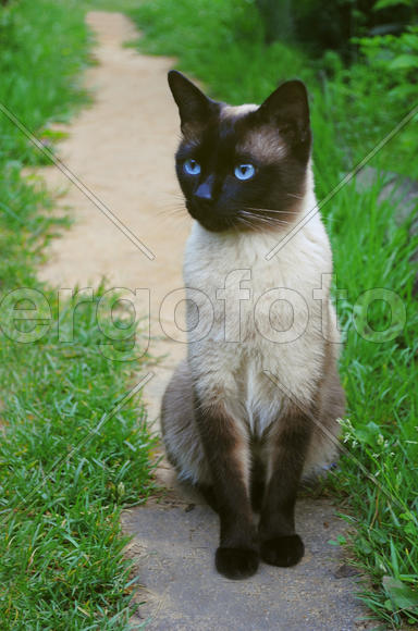 Сиамский кот на тропинке