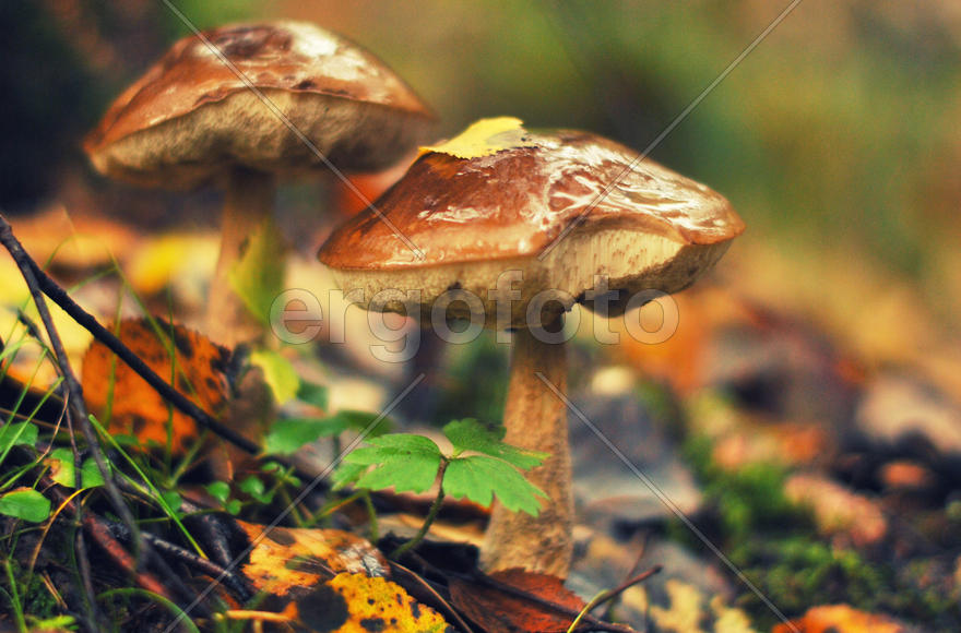 Два гриба после дождя