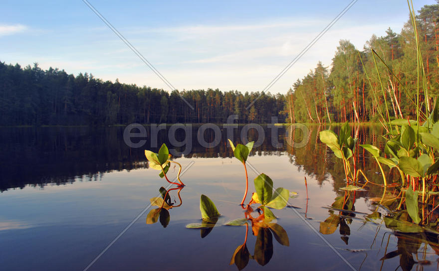 Закатное озеро с кувшинками