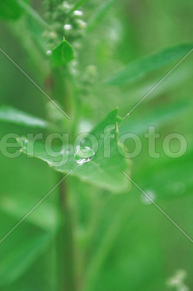 Капля дождя