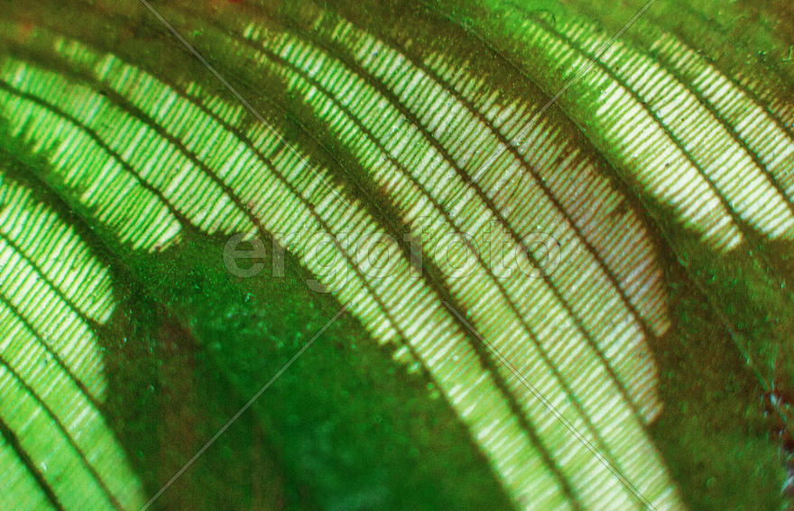 Зеленый лист