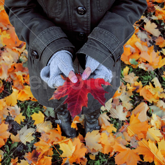 Кленовые листья