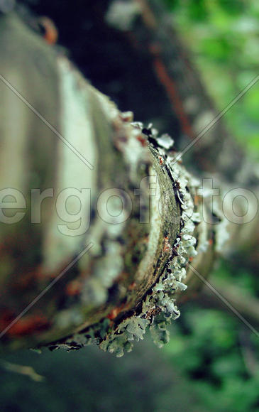 Кора вишневого дерева, поросшая мхом