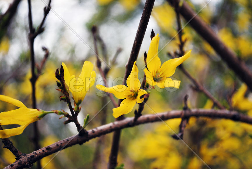 Желтые цветы