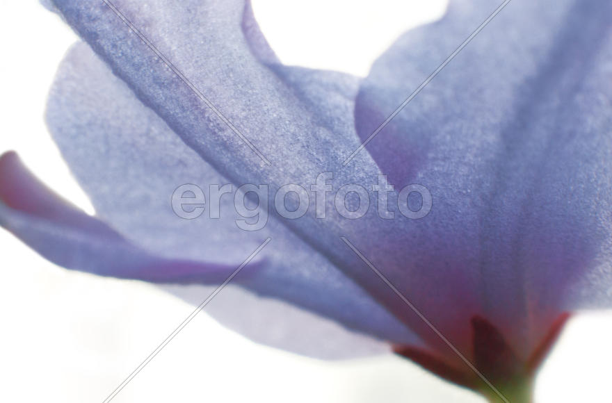 Нежный цветок