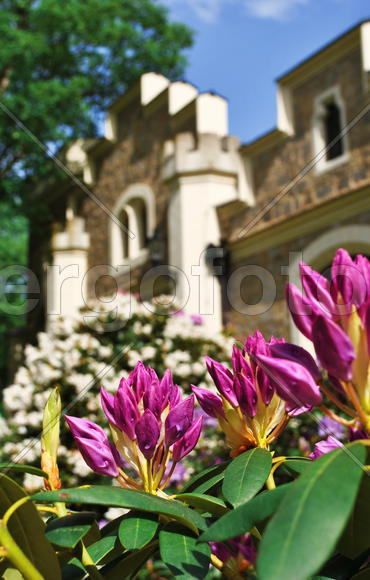 Рододендрон