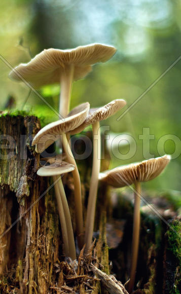 Грибы на пне