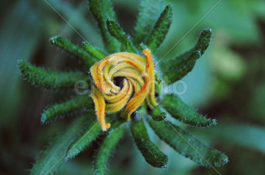 Желтый бутон