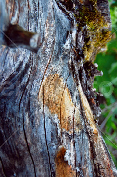 Кора дерева