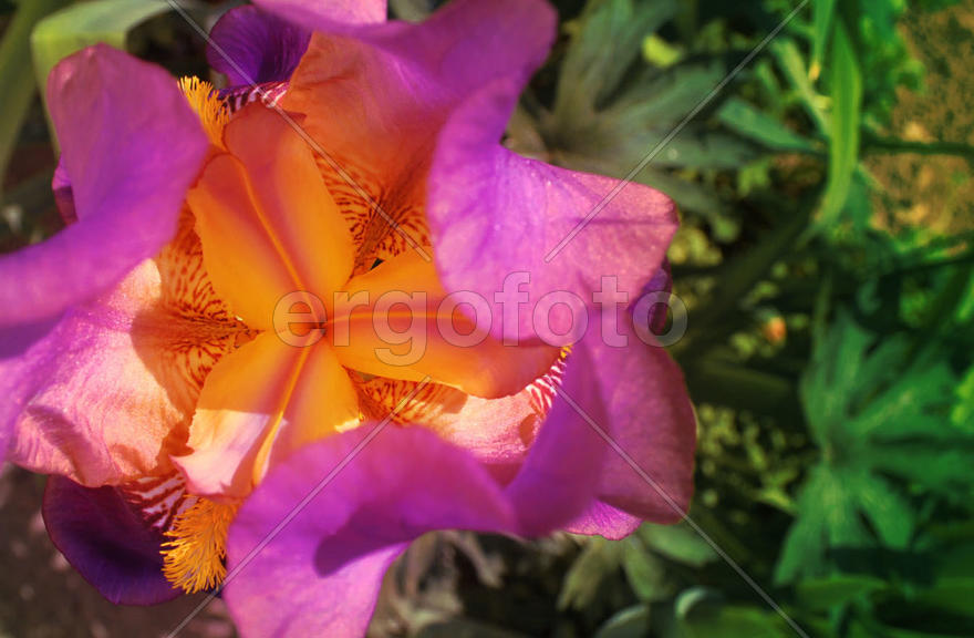 Цветок цвета фуксии