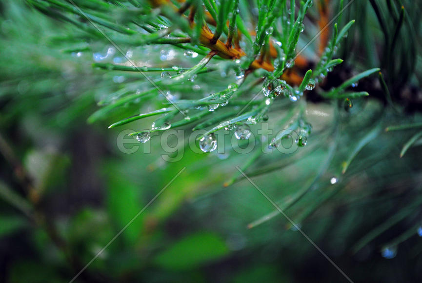 Капли дождя на еловой ветке