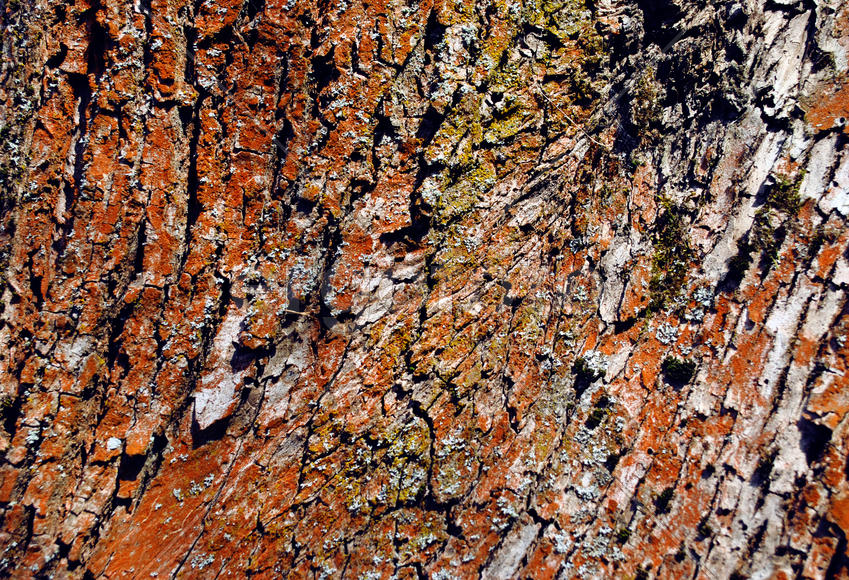 Старая кора 